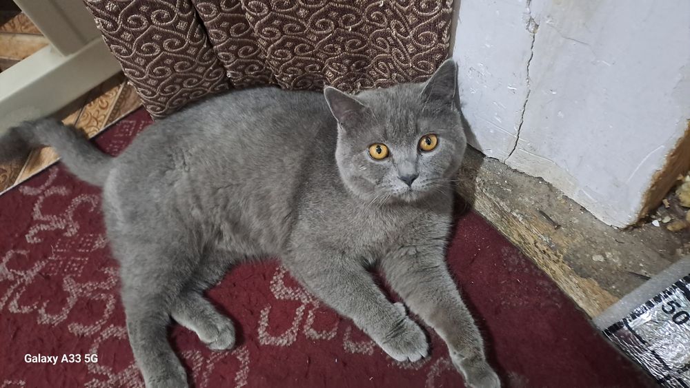 Soglom nasl olish mumkun