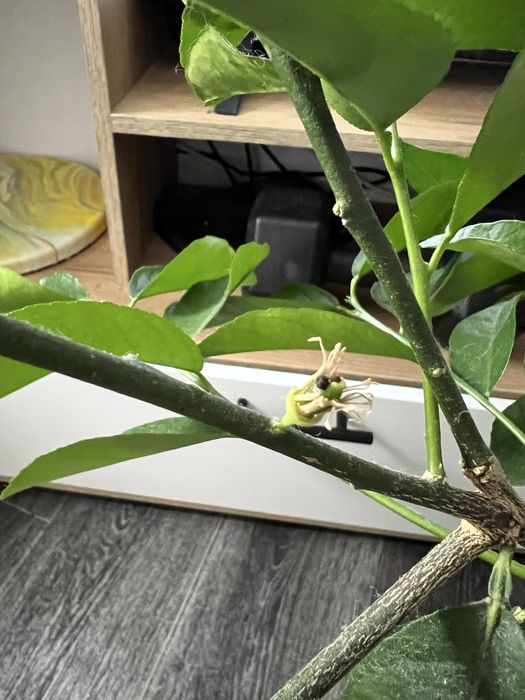 Дерево плодоносящего лимона