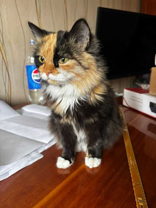 Отдам в добрые руки