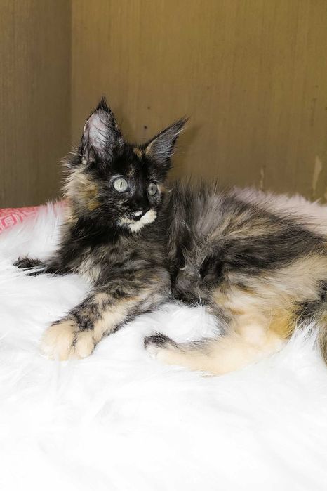 SHANEL – Fetiță Maine Coon Tortie | 3 luni | Pedigree | www.lynxrunecode.com