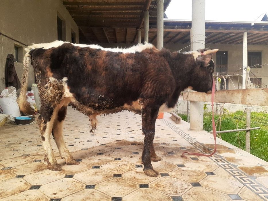 Xoʻkizlar sotiladi 1tasi 8 oylik 1tasi 1.5yosh yeyishi zoʻr 100%