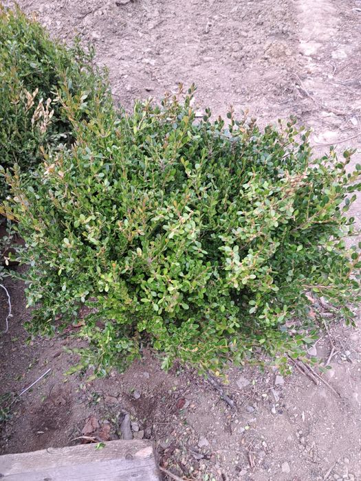 Mesteacan Tei Frasin Stejar Catalpa Liliac etc