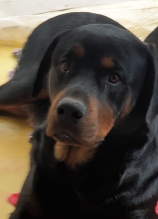 Продается ротвейлер