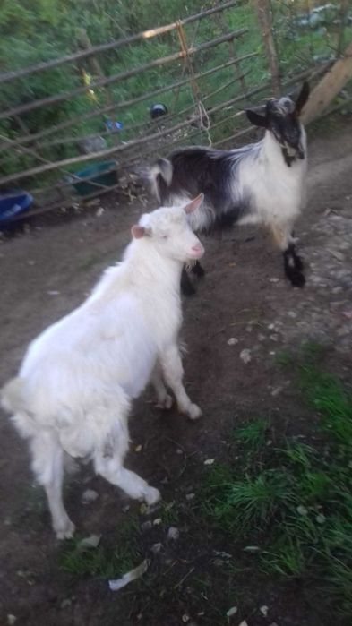 Țapi de vânzare - 8 luni - 38 kg - 380 lei bucata - Detalii la telefon