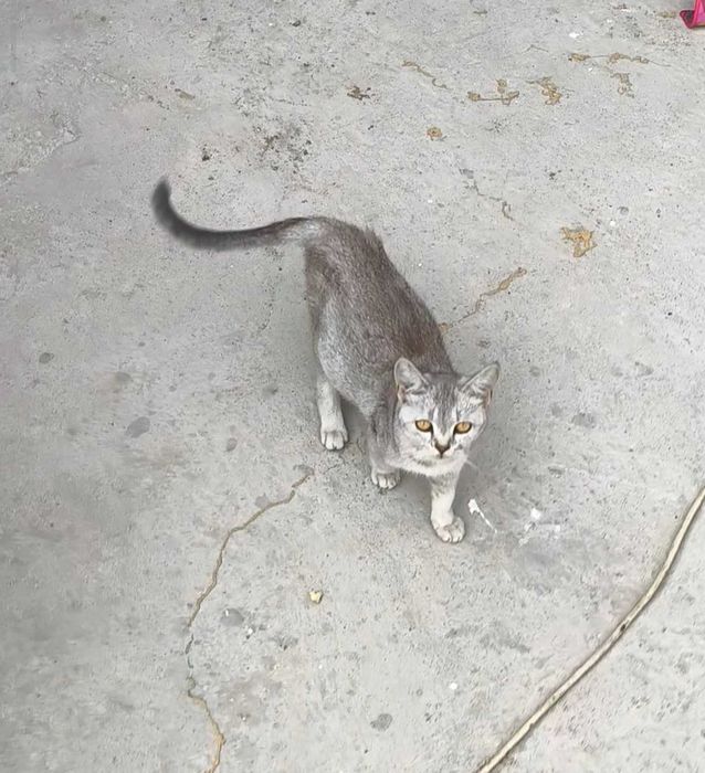 потерялась кошечка рива