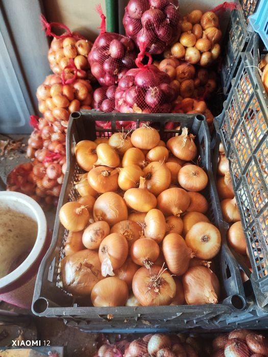 Продавам Лук  Лясковец и Щутгарт- 1,20лв/кг. +Дини+Пъпеш