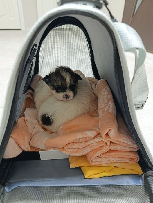 Щенки породистые