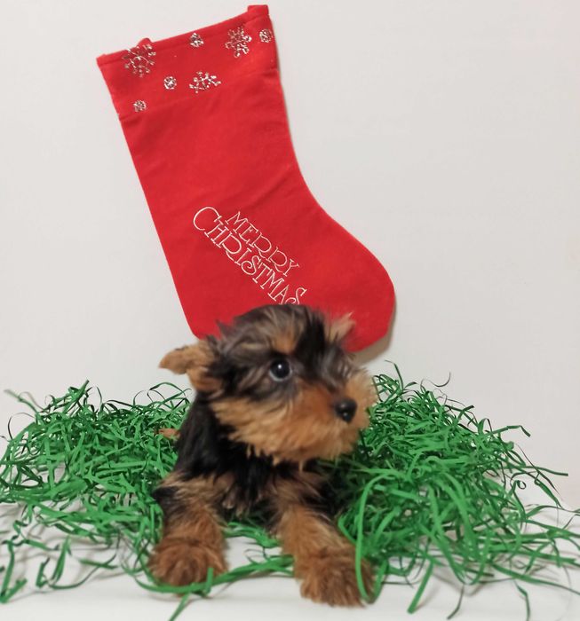 Fetita Yorkshire Terrier