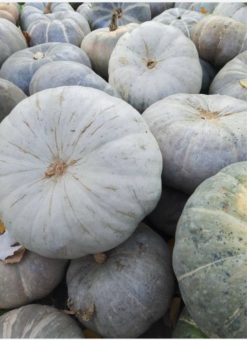 Oshqovoq sotiladi optom narxlarda тыква ,pumpkin