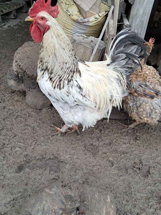 Vând gaini si cocosi de tara