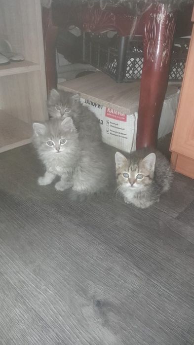 Котята ищят хозяина !
