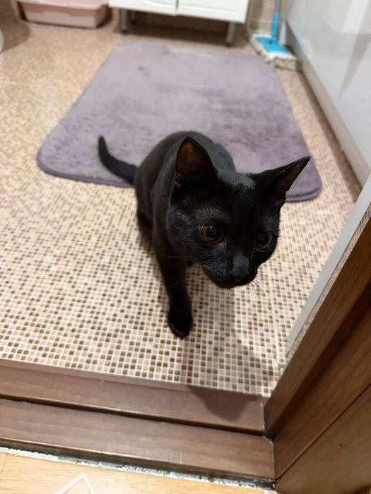 Отдам котенка в добрые руки!