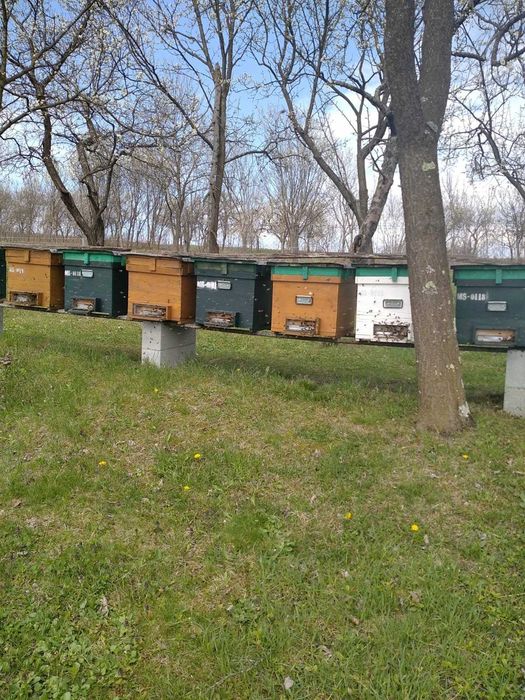 Vand 10 familii de albine