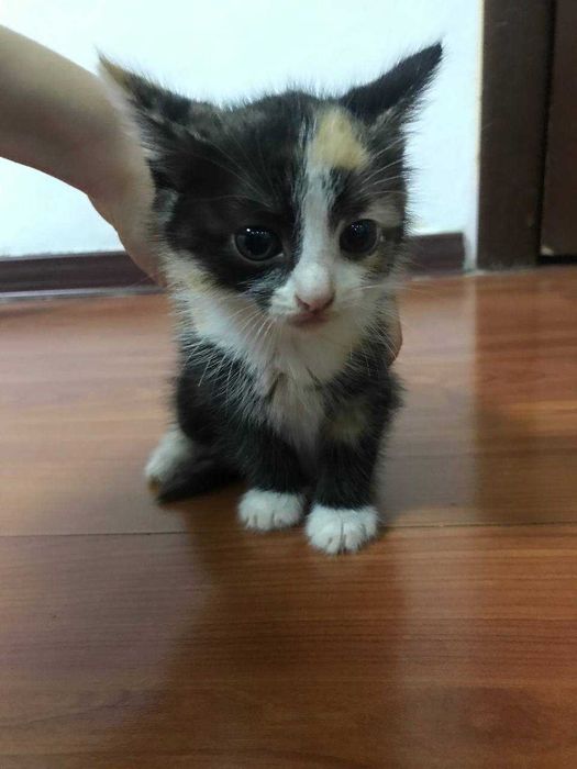 Котята в хорошие руки