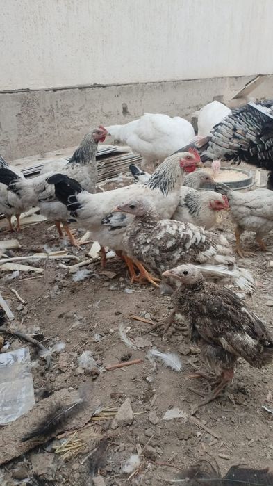 курица питухи продам