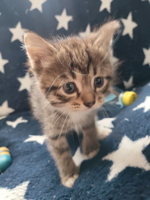 Отдам котят в добрые руки