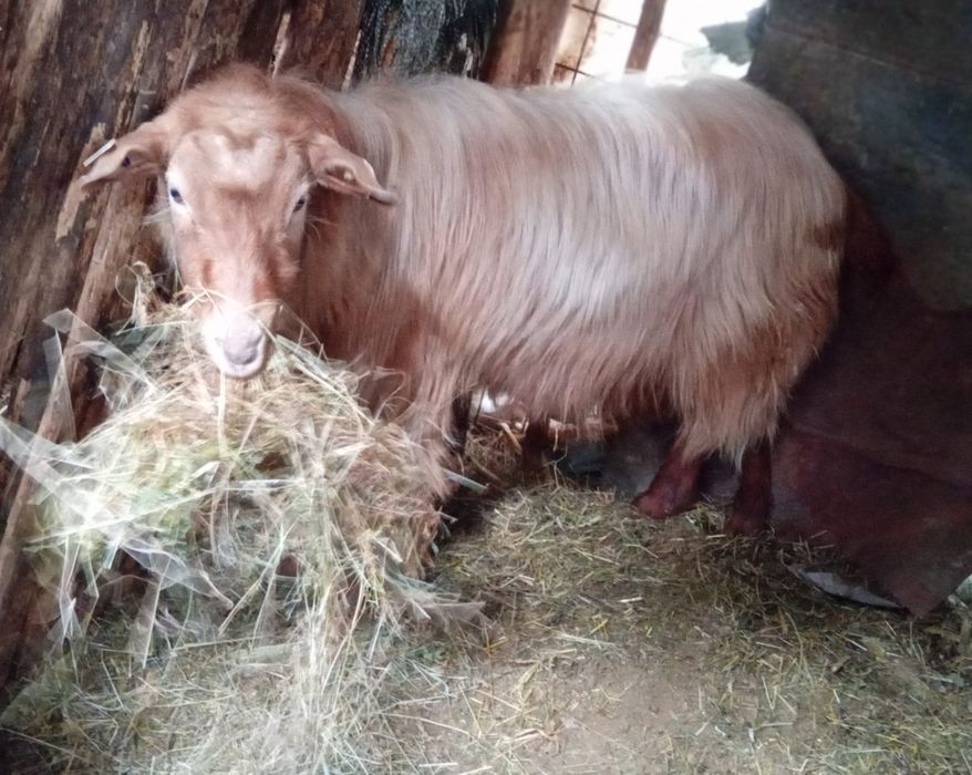 Tap de vânzare 50 kg