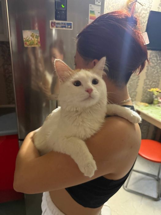 Ищем любящую семью для замечательного котика!