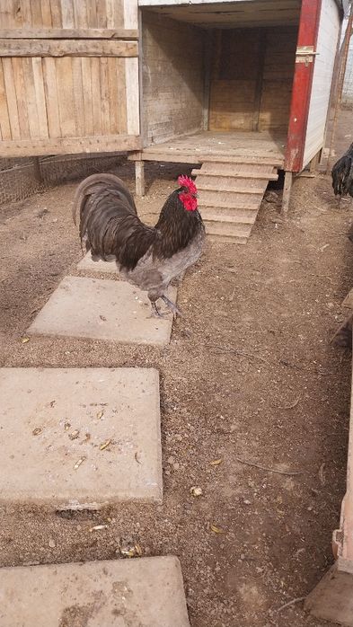 Vand cocosi Australorp