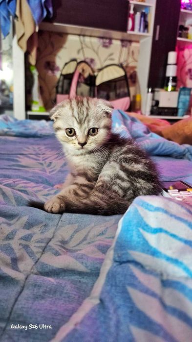 Малко коте на два месеца