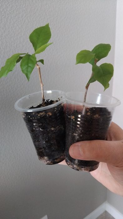 Продам комнатные растения