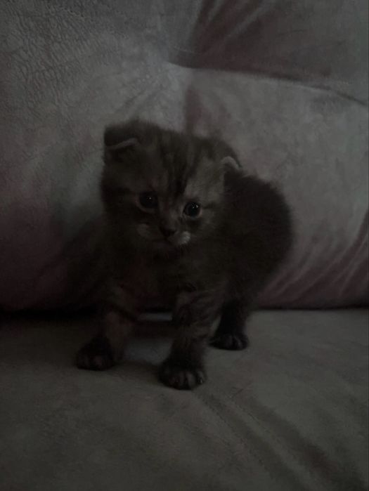 Продается котенок шотландский