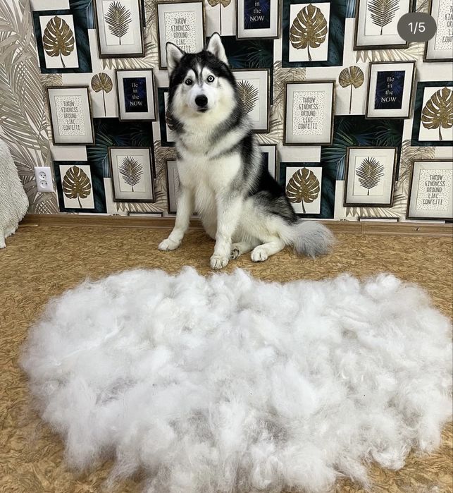 Груминг животных