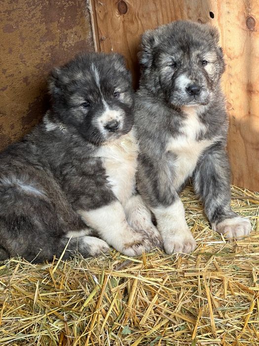 Алабай, тобет, САО