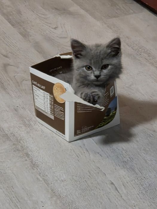 British shorthair blue
