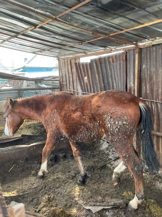 Тай сатылады семіз