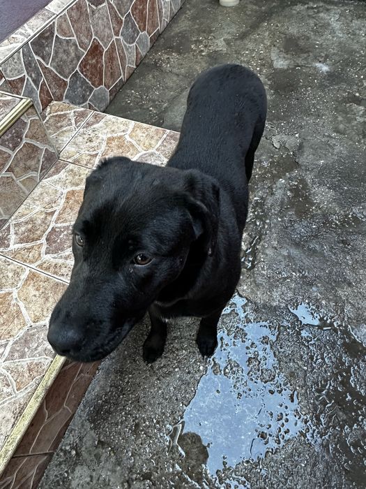 Ofer cățelușă spre adopție.