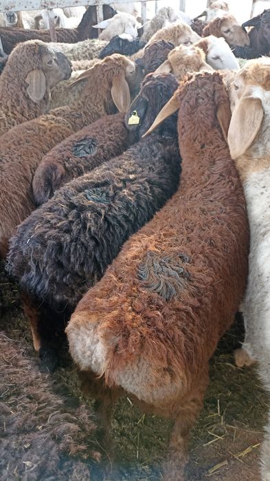 Бараны барашки баранов г.Алматы