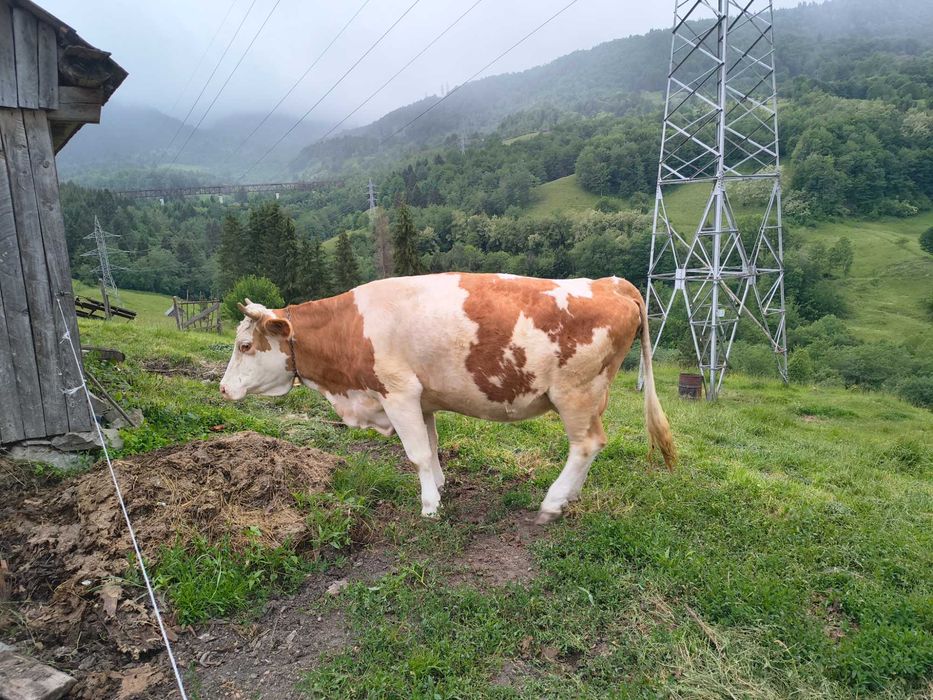 Vaca cu vițel de o săptămână