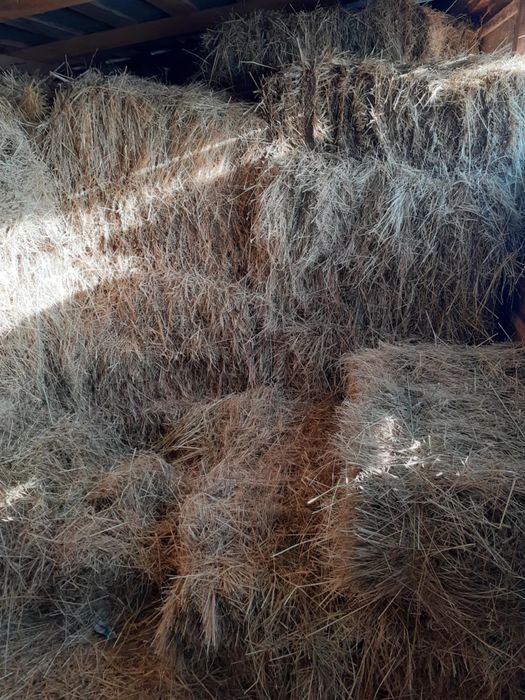 Baloți de fân si lucerna