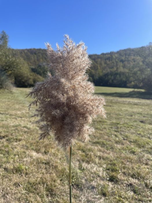 Пампаска трева за декорация
