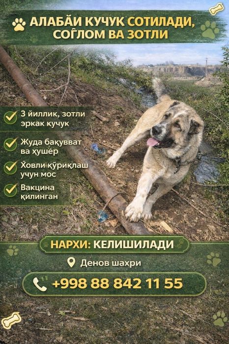 Алабай кучук сотилади ,соглом ва зотли