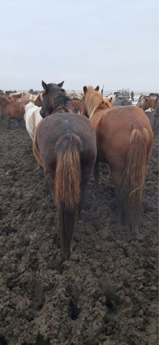 Продам лошадь кабыла жеребая