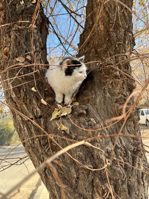 Отдам даром кота