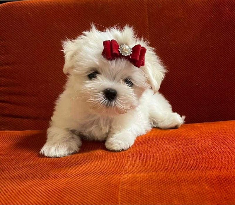 Bichon maltez mini toy