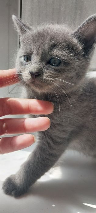 Котята в хорошие руки