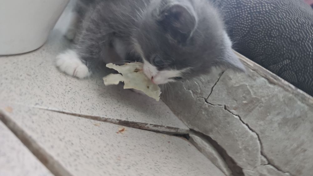 Бесплатно котенки хорошие руки
