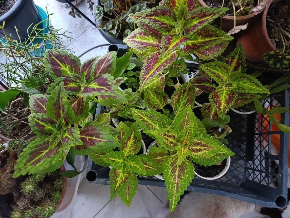 Продам комнатные цветы