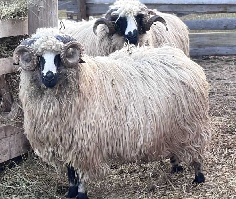 Oi si Berbeci de vanzare!