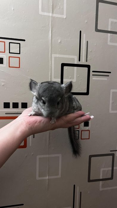 Продаются шиншиллы