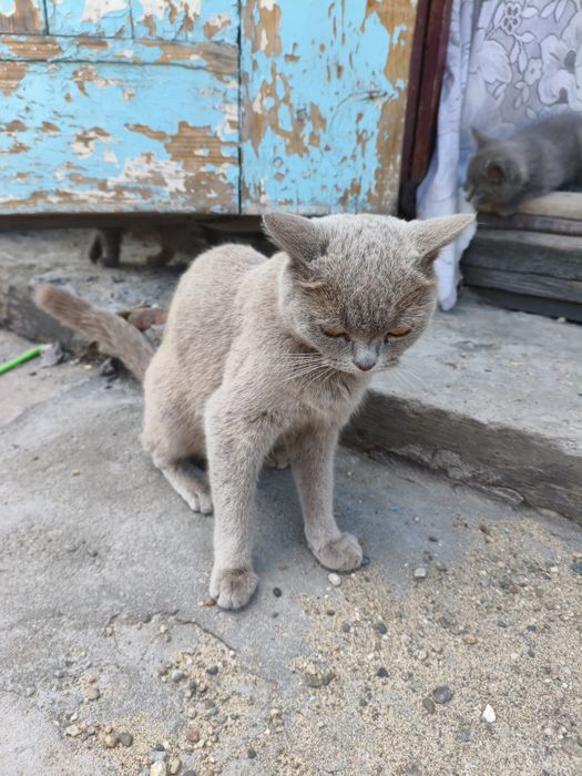 Продам британских котят