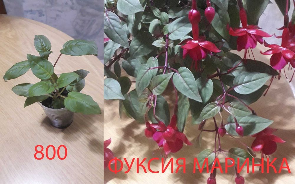 Комнатные  цветы