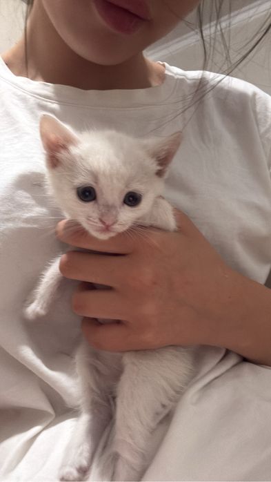 Отдам котенка 2,5 месяца