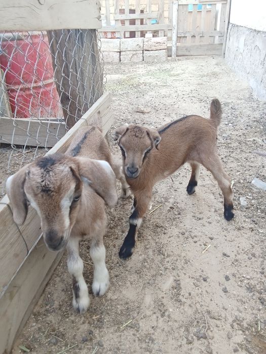 Ешкі, лақ сатылады!