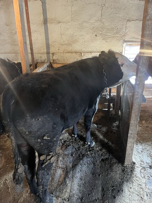 Продам бычки (бұқалар)