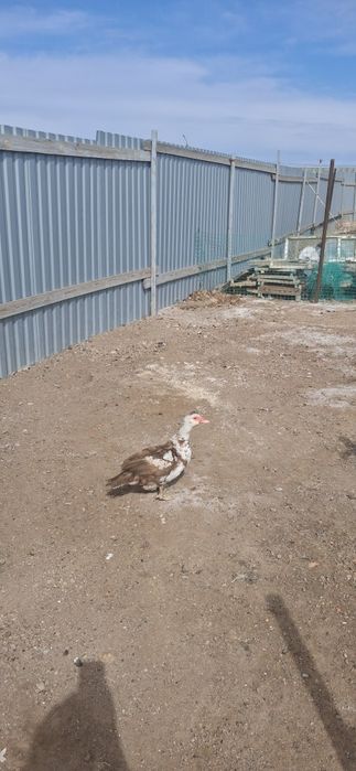 Продам Индоутку ей год